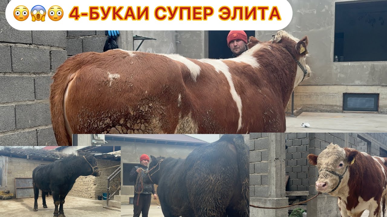 😳😳😳 2 Сар скментал ва 2 Сар Абердин ангуст 