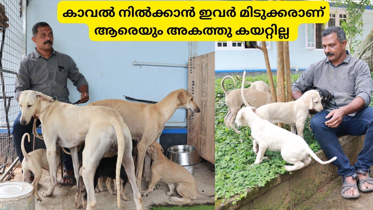 കാവലിനു പറ്റിയ വേട്ട നായകളെ വാങ്ങാം|Kanni Chippipparai dogs tamilnadu kerala|Hound dogs|Native Dogs