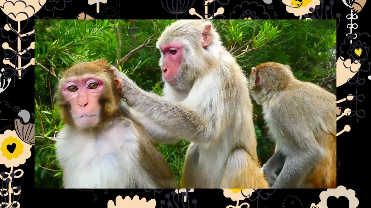 5 Monkey Channel Suggestions