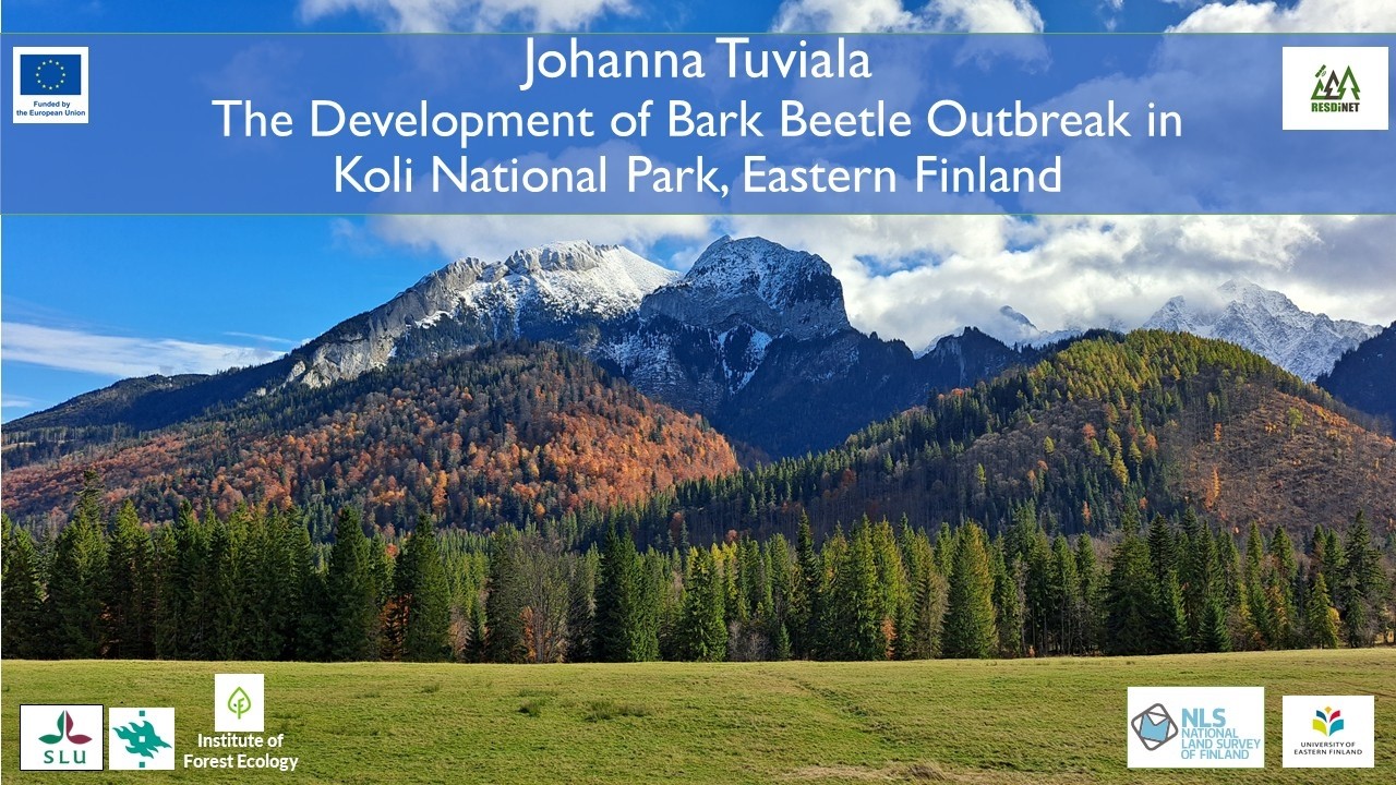 The development of bark beetle outbreak in Koli National Park, eastern Finland: preliminary results