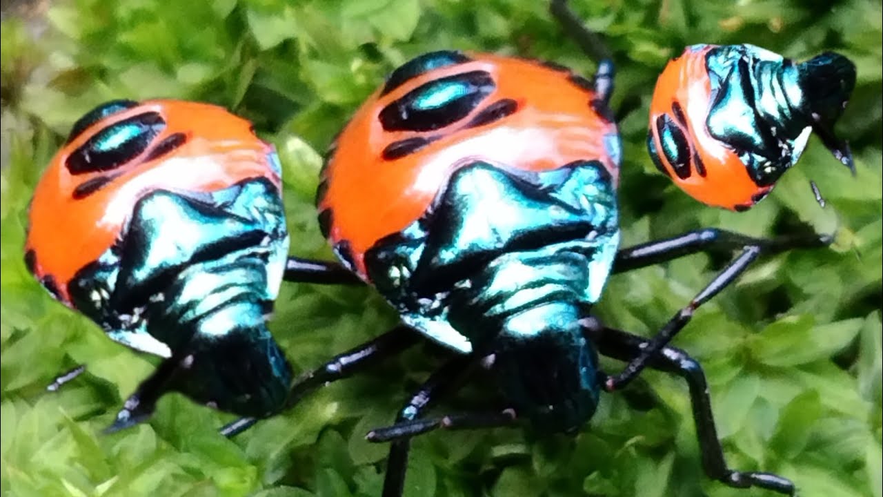 beautiful insect species 🐝