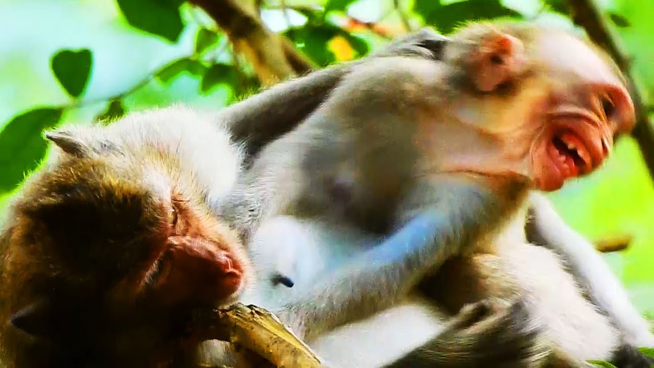 OMG! JASPER CRYING SO SCREAMING AND HURT SO MUCH COS JULIANA REJECT MILK AND ATTACK HIM SERIOUSLY.