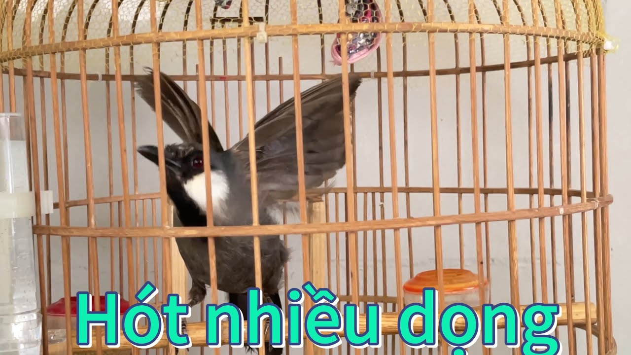 luyện khướu mộc hót hay