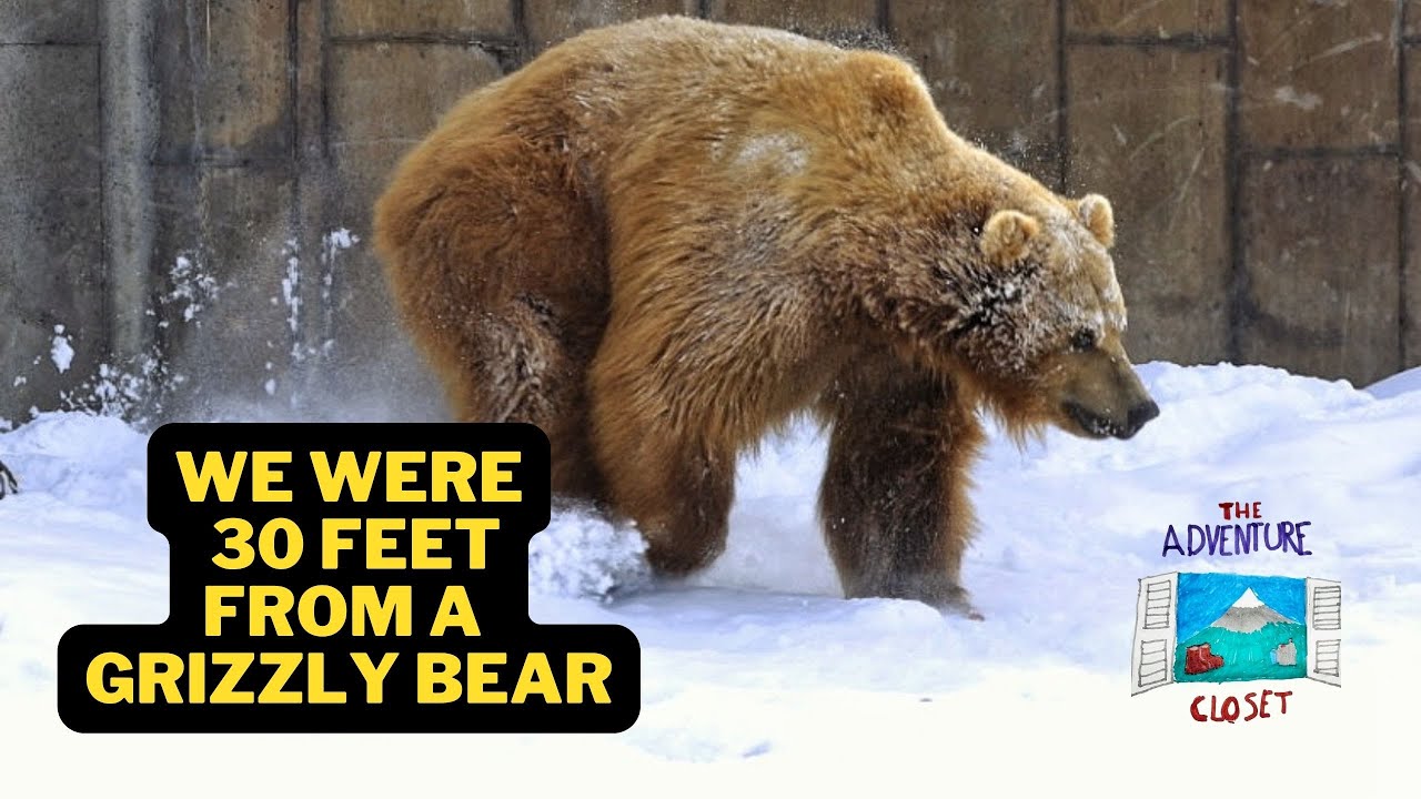 Montana Grizzly Encounter  | A Sanctuary for Bears