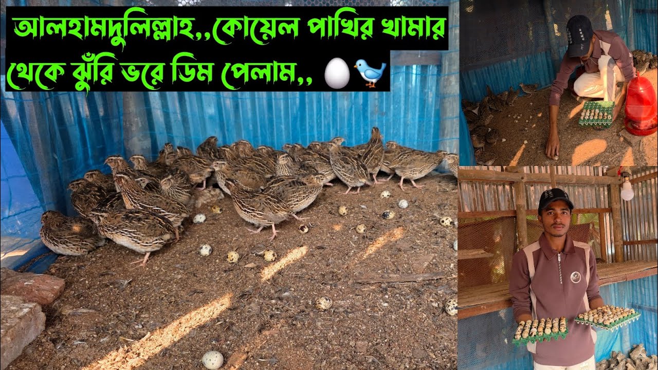 আলহামদুলিল্লাহ,,কোয়েল পাখির খামার থেকে ঝুঁরি ভরে ডিম পেলাম,, 🥚🐦