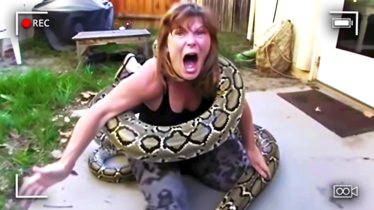 Python Eats Her Owner Right In Front Of Everyone