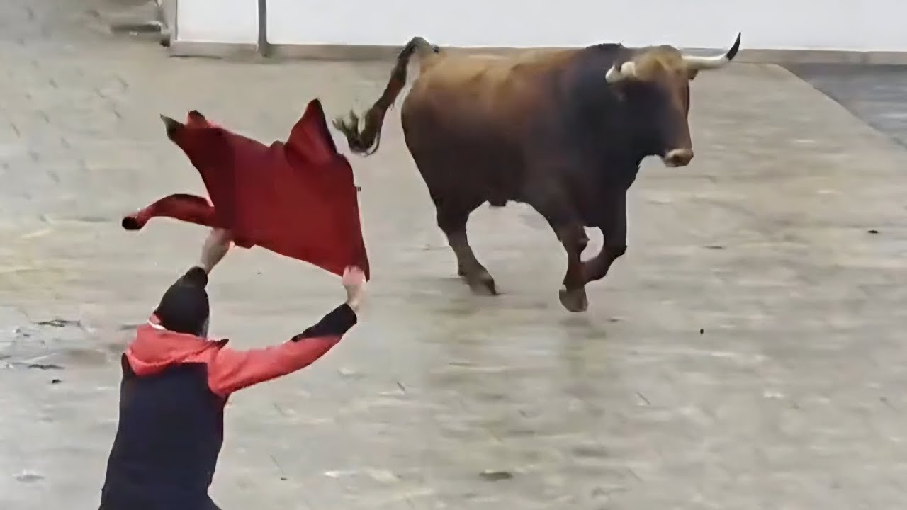 LOCURA TOTAL! Un hombre intenta PARAR a un toro con su chaqueta