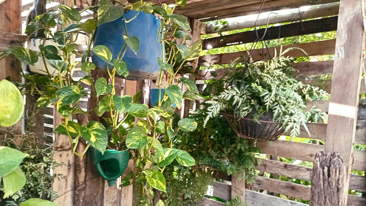 Amo meu quintal.