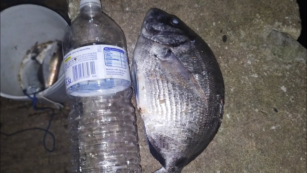 préparation de la pelote avec des boîtes de sardines session pêche sur le pays Basque