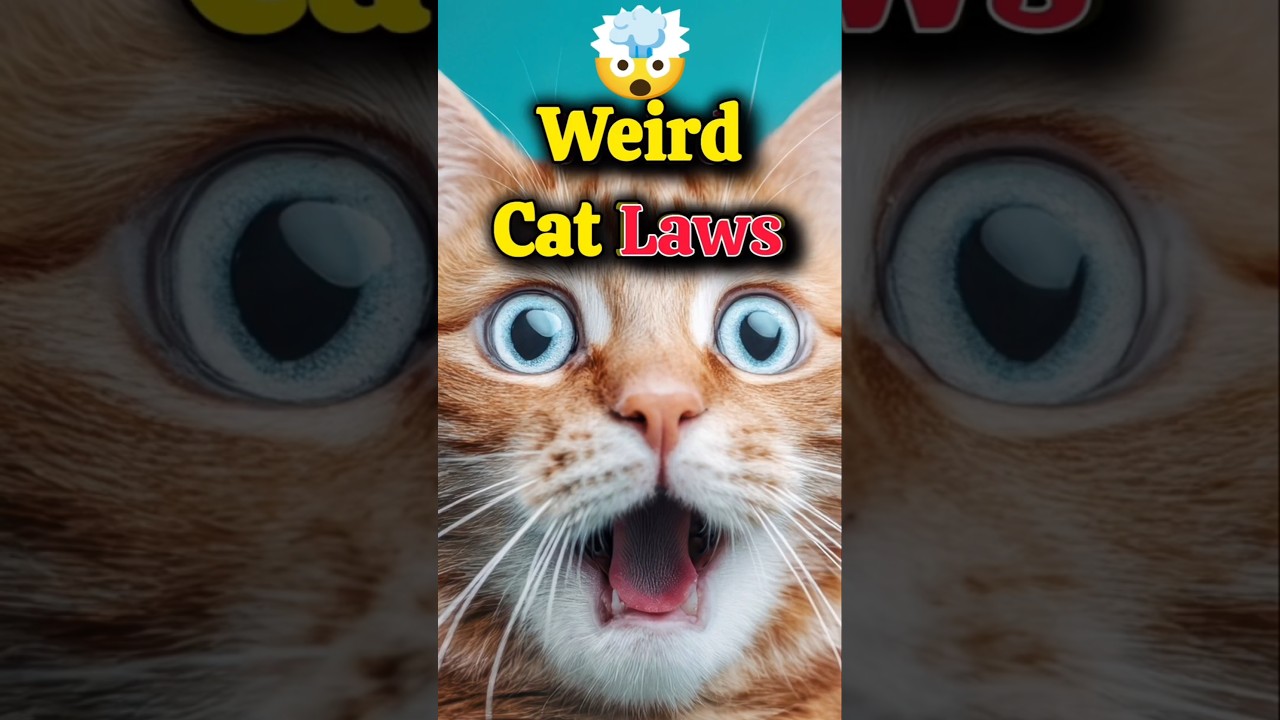 5 Weird Cat Laws You Won&rsquo;t Believe Exist