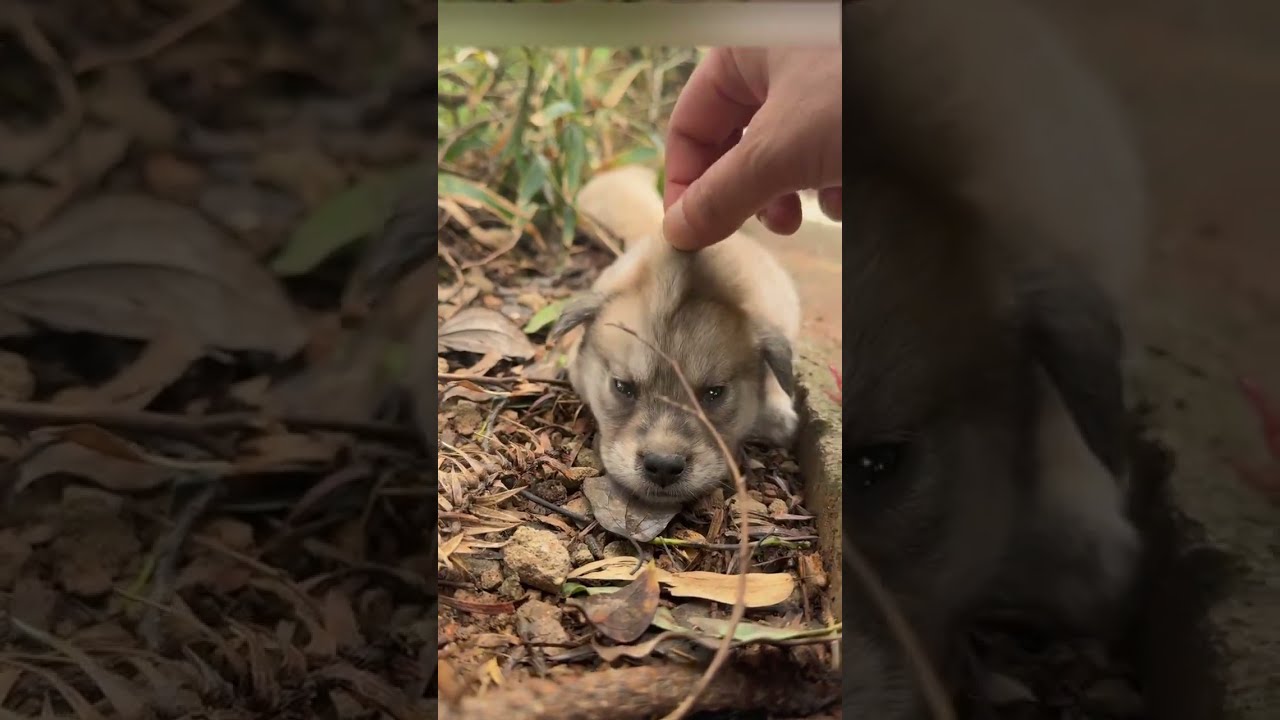 Why are you still whining? #wolf #wolfpack #greywolf #viral #shorts
