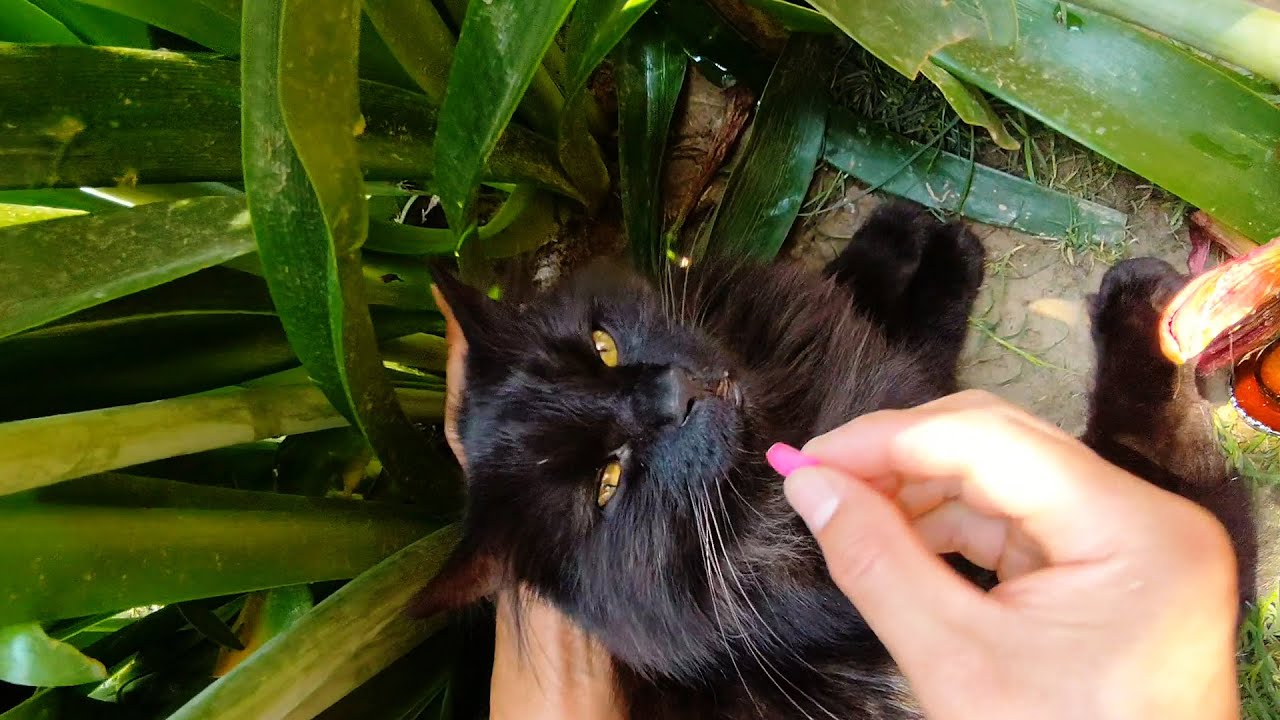 视频停更全力建造猫隧道，黑熊怪禁足养病，期待下次能见到小铺