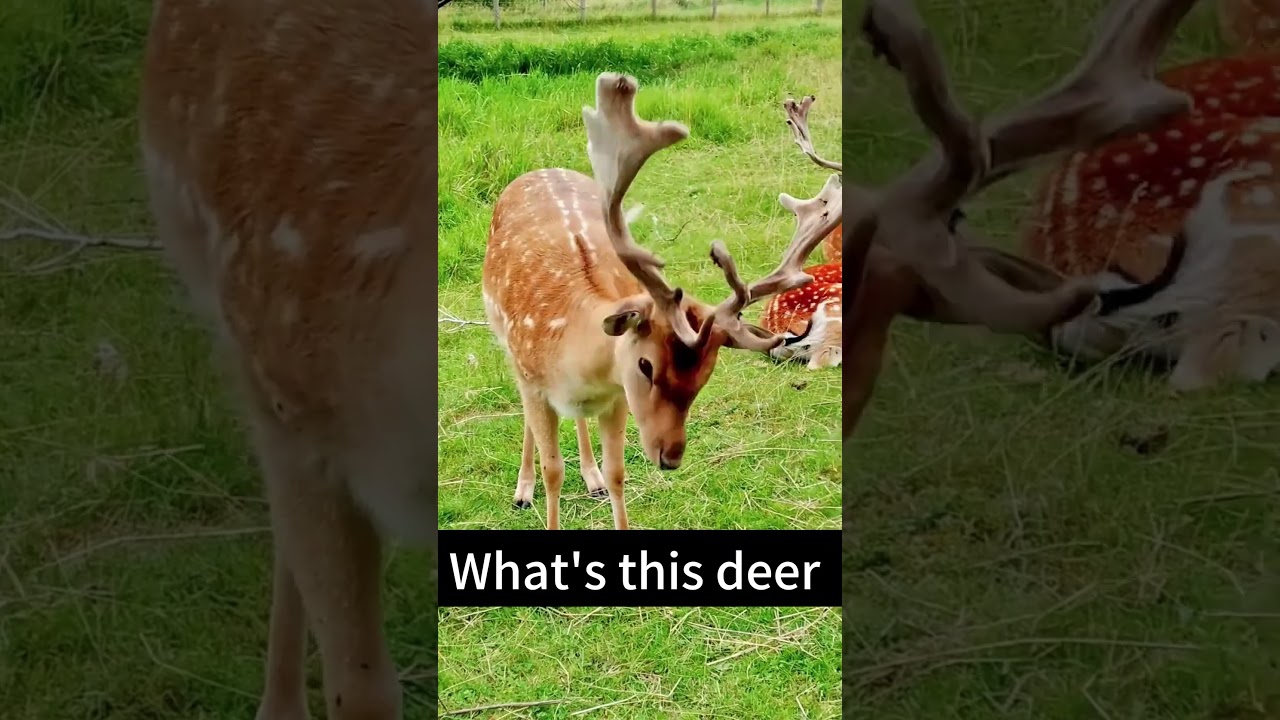 Test Your Knowledge: Identify These Deer! 🎯