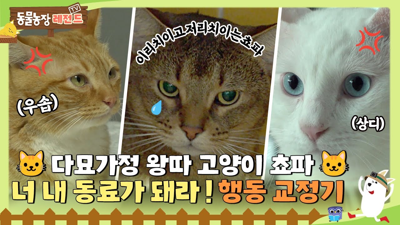 [#TV동물농장] 너 내 도도독.. 우솝에게 맞고 상디에게 치이는 왕따 고양이 쵸파🥲 4냥이들 행동 교정기🐱 / EP.1137 #TV동물농장 #AnimalFarm #SBSstory