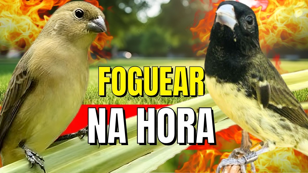 PAPA CAPIM VIVITI E PIADO DE FEMEA. MUITA FIBRA ESFOGUIE O SEU.PARA ESQUENTAR PAPACAPIM