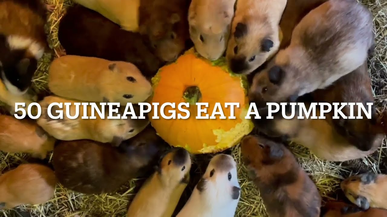 Guinea pigs eat a pumpkin