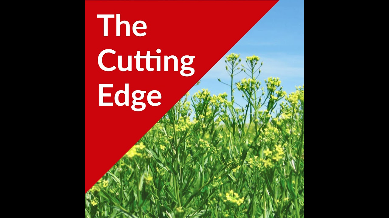 Episode #38: Winter Camelina as an Oilseed Crop