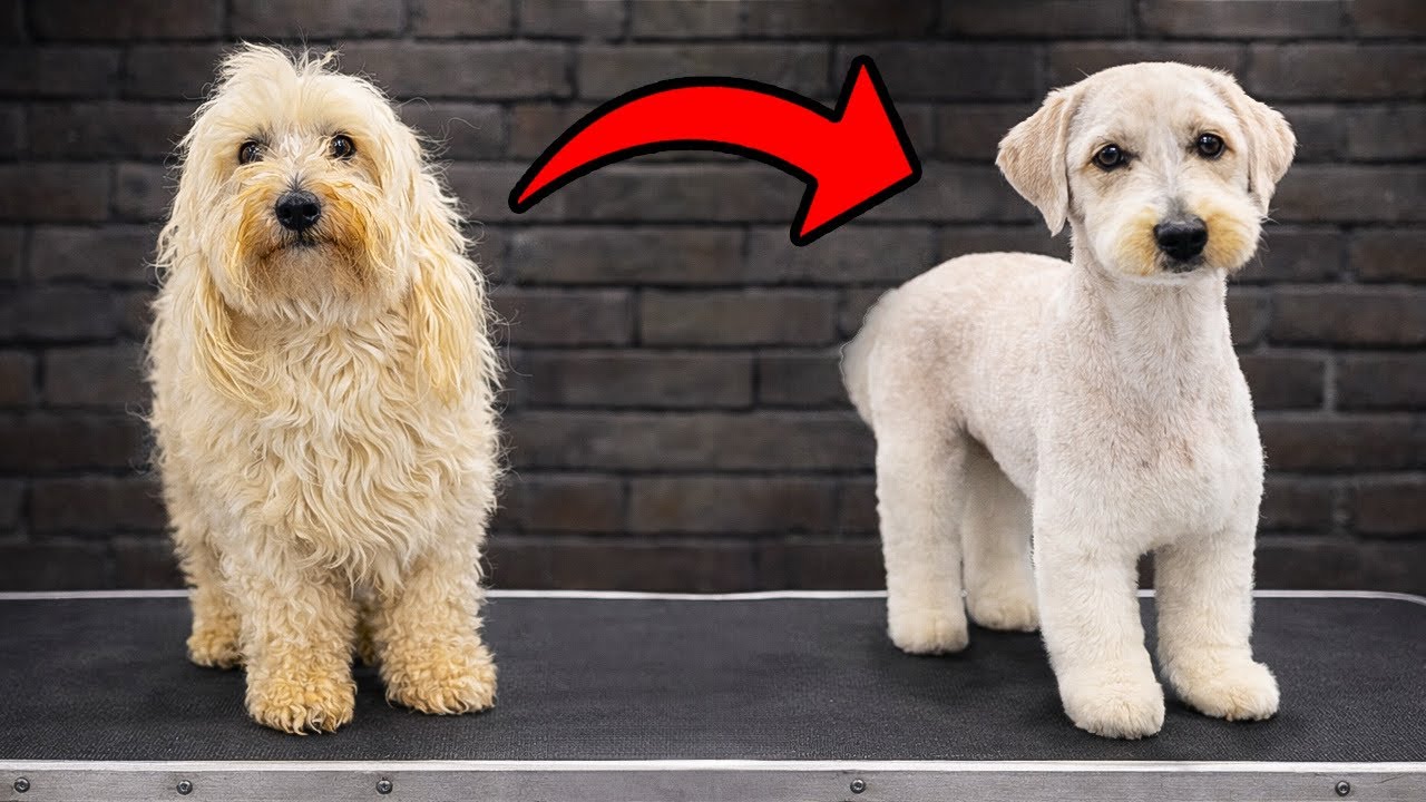 I Transformed This Crusty Dog to CUTE in a Grooming Makeover!