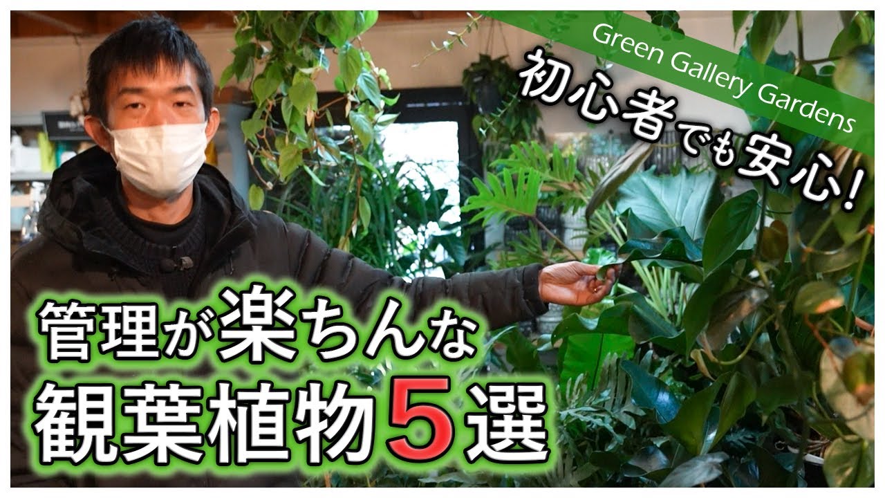 【超絶楽ちん！】園芸店長が絶対オススメする観葉植物を厳選しました！【インテリア】