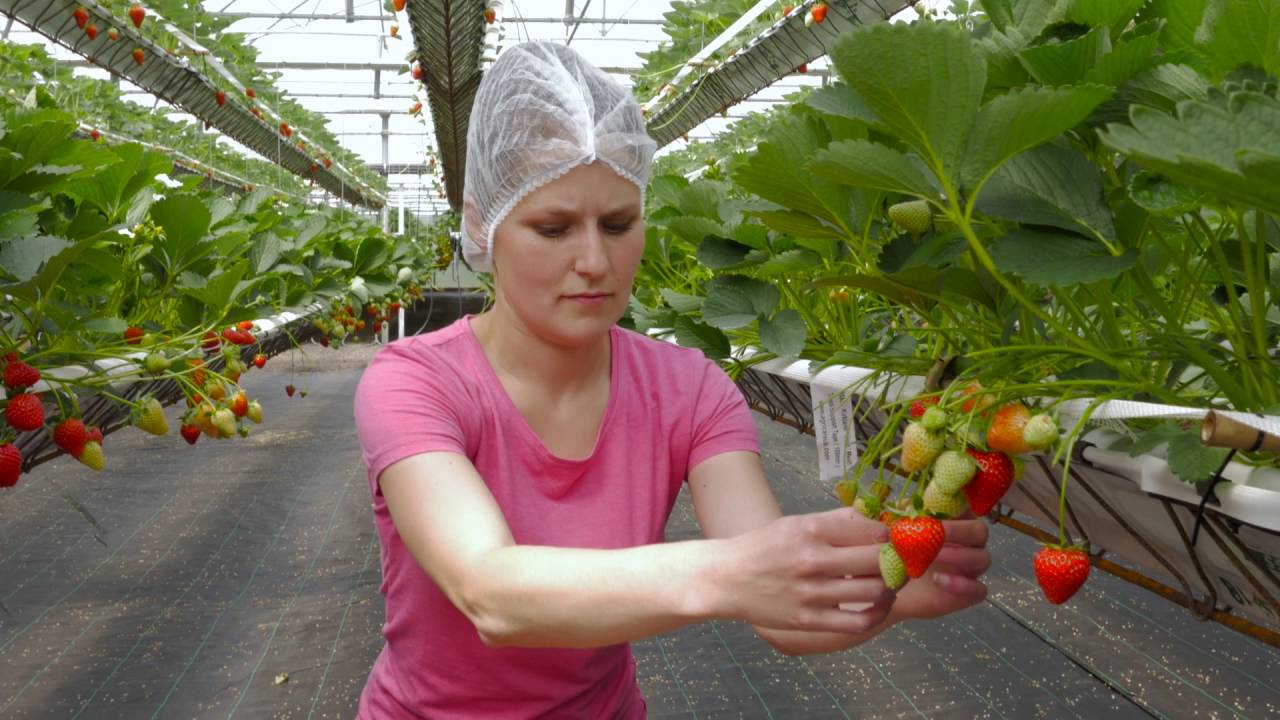 Tiptree New Growing System (NGS) Innovative Strawberry Growing Technology