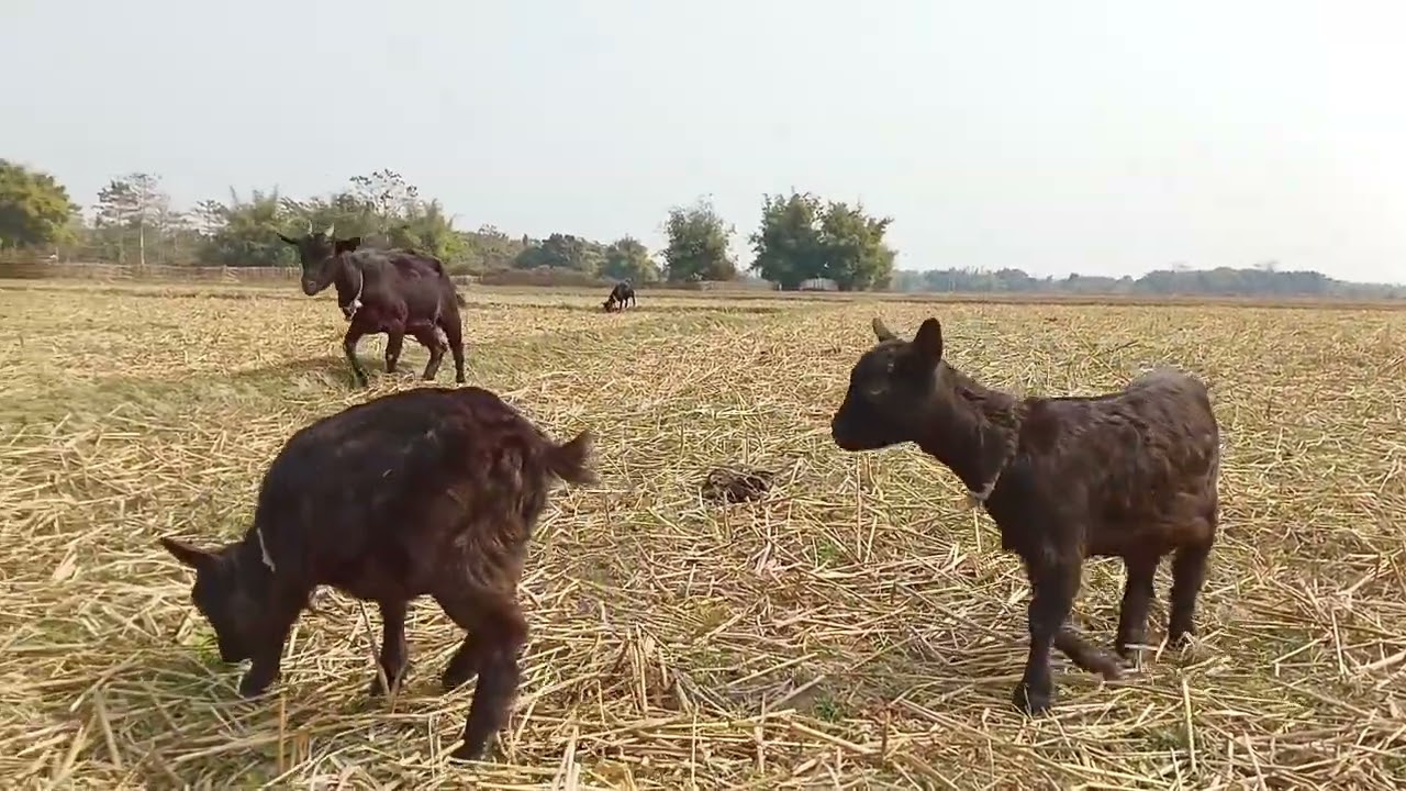 Amazing goat sound video 