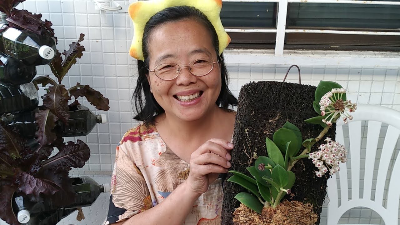 (阿美美)前天買的珍珠毬蘭開花了 心型毬蘭 心葉毬蘭  Hoya kerrii Sphagnum