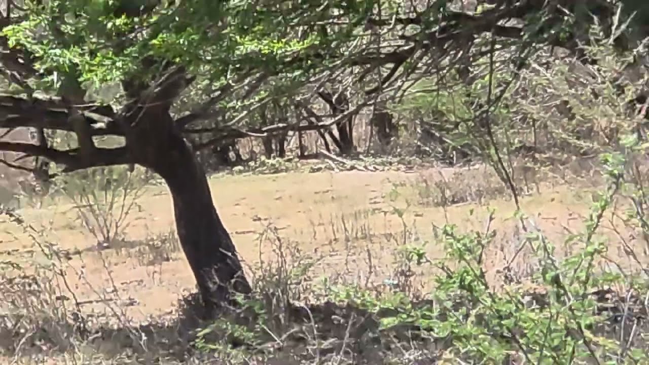ASEGURAN QUE AQUI HAY COYOTES Y SERPIENTE ENORME..