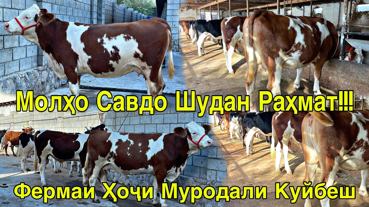 МОЛҲО ФУРУХТА ШУДАН!!! ФЕРМАИ КУЙБЕШ А.ҶОМИ ҲОҶИ МУРОДАЛИ ТОЗА СИММЕНТАЛ 30 сентября 2025 г.