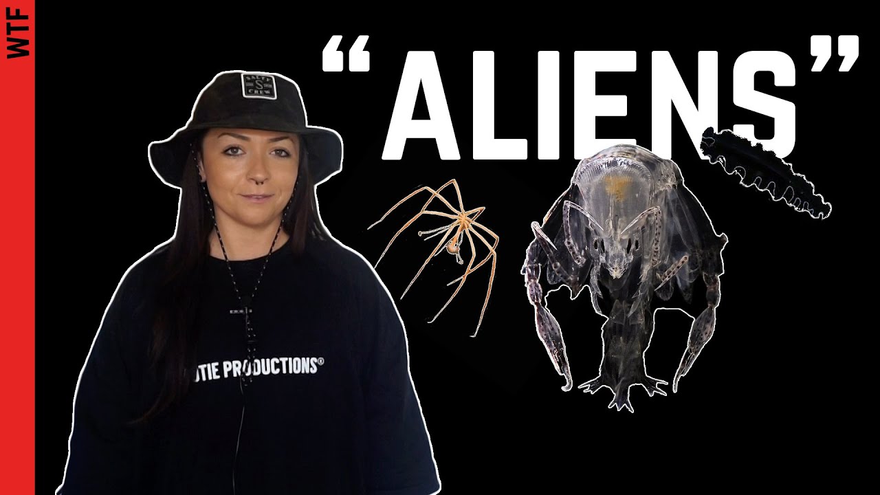 Zoologist Answers: WTF is THAT?? (