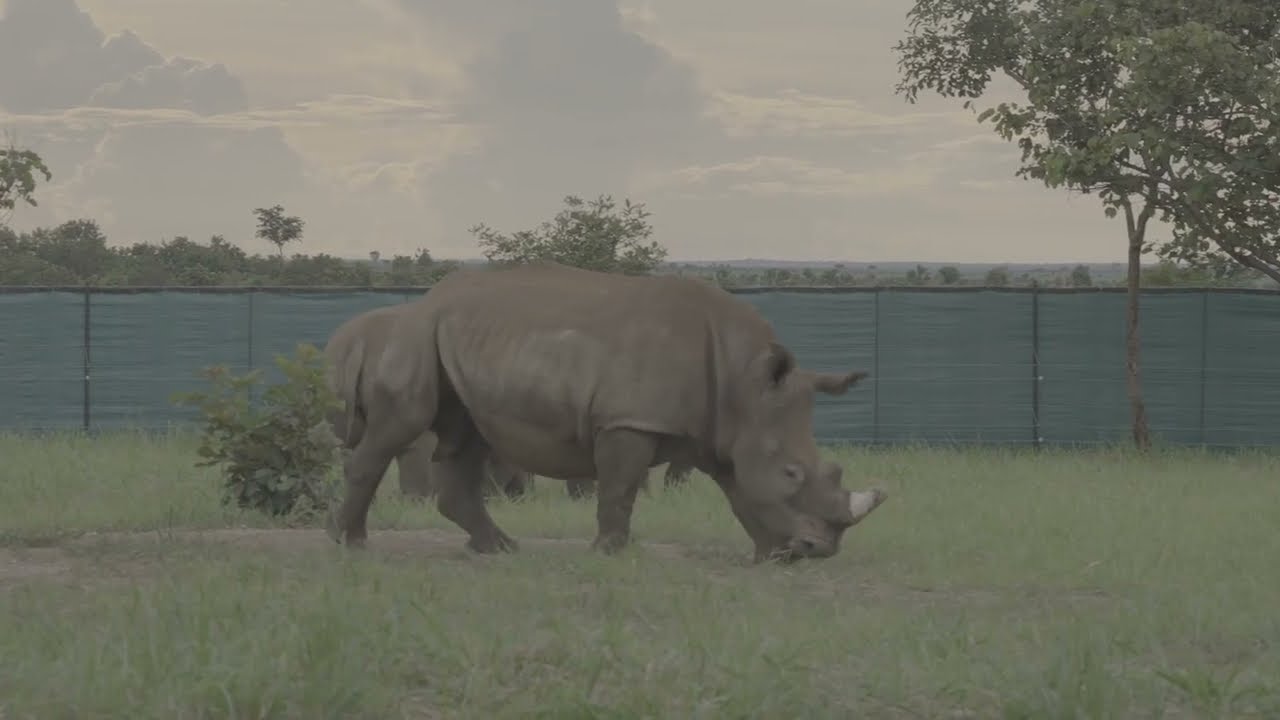 Barrick Paves the Way for Reintroduction of White Rhino to Garamba National Park