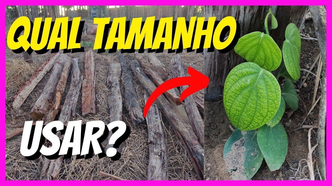 ESTACAS PARA PIMENTA DO REINO, QUAL TAMANHO USAR?