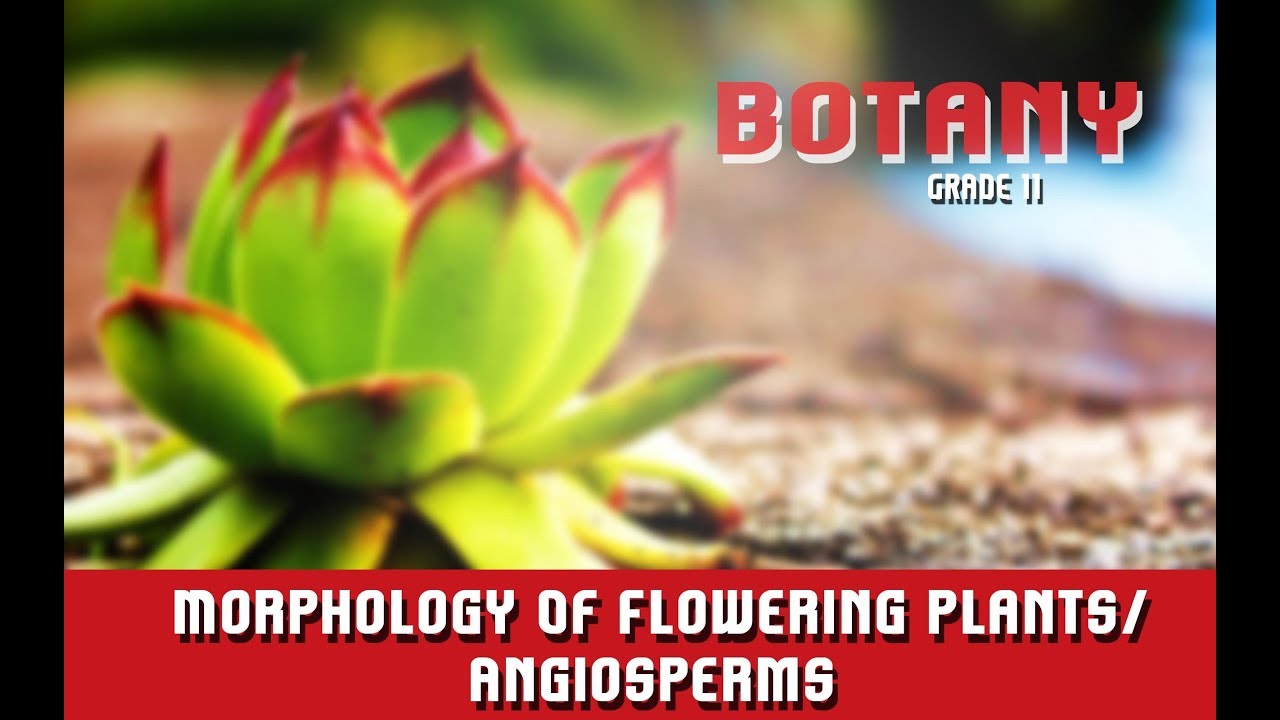 Morphology Of Flowering Plants/Angiosperms | What Is Morphology? | Roots | Section 1