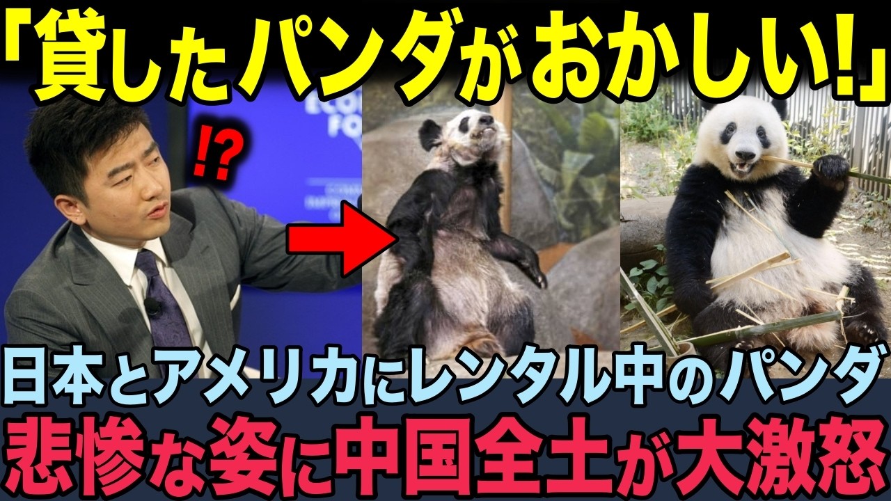 【海外の反応】「日本だけ扱いが違いすぎるだろ！」米国のボロボロなパンダと日本のツヤツヤなパンダを比較した結果、中国全土がブチギレw