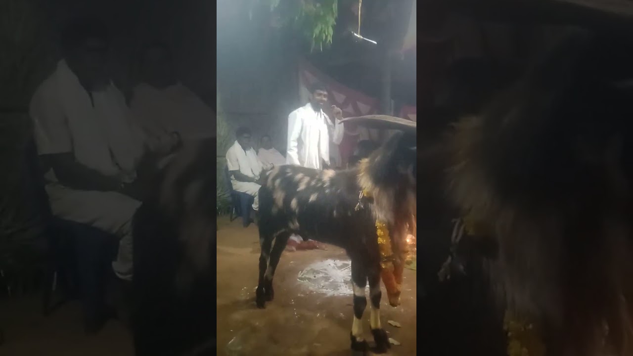 Golla chaduvu kaki suryanaraya