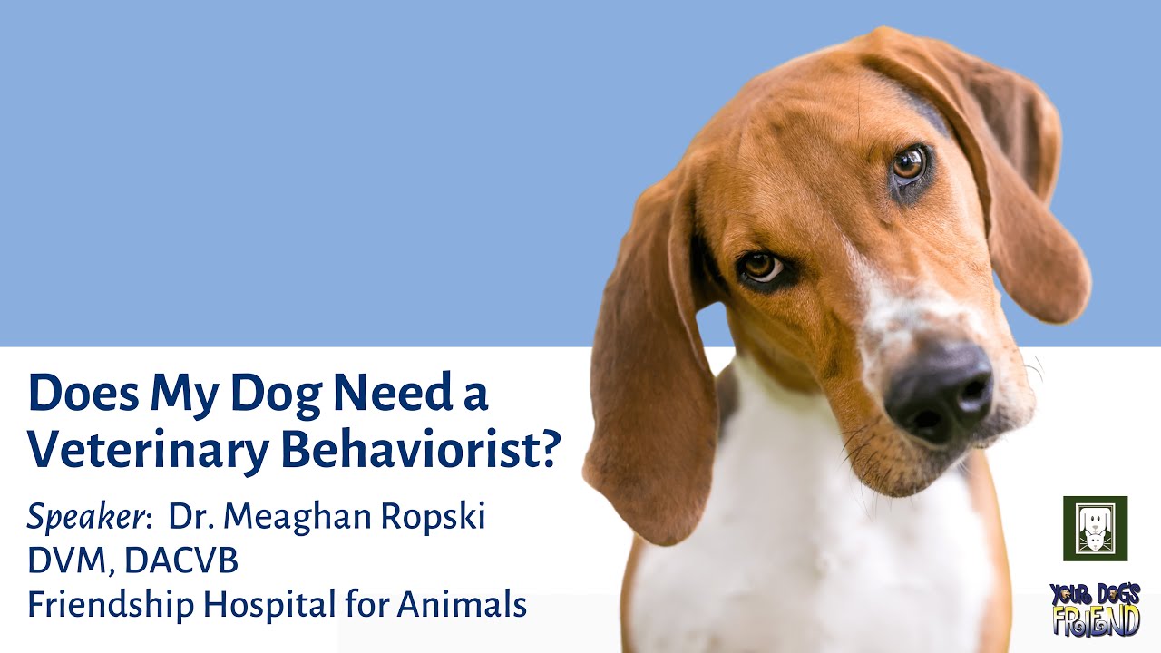 Does My Dog Need a Veterinary Behaviorist? 6-22-2024