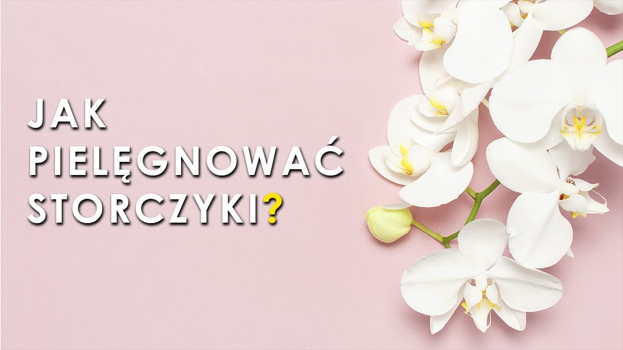 Pielęgnacja storczyków w domu