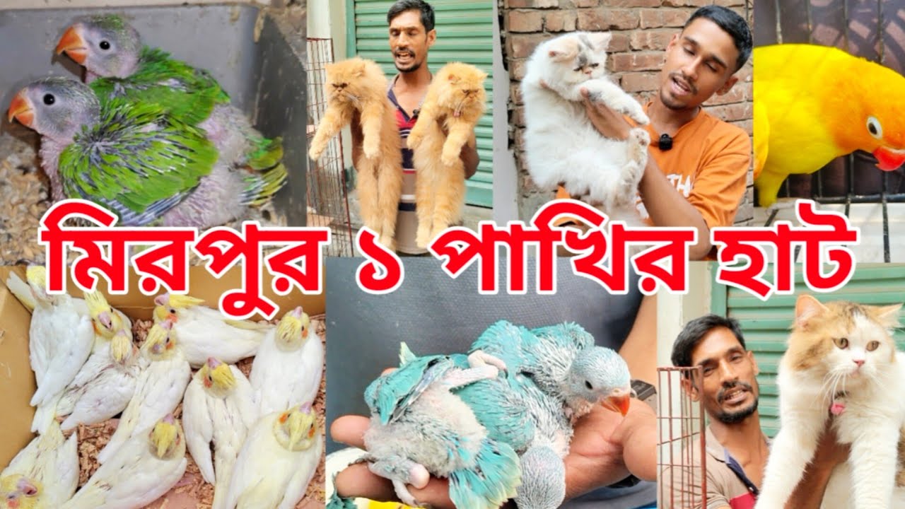 মিরপুর ১ পাখির হাট | টিয়া পাখির বাচ্চার দাম কত | Cat price in Bangladesh | Biraler hat 2026  