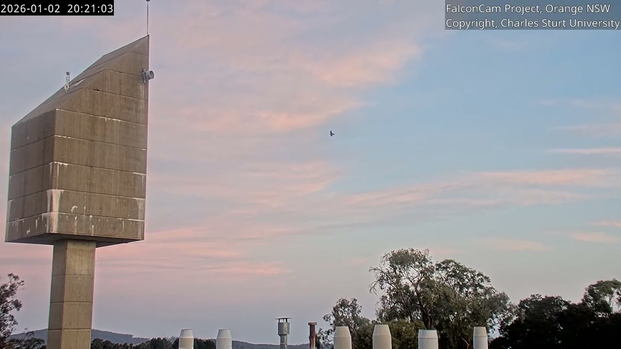 Girri is showing off again! Falcon Cam Project, Orange NSW, 2 January 2025