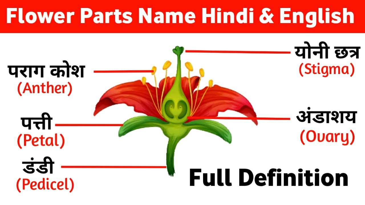 Flower Parts Name ll फूल के अंगों के नाम ll Biology Chapter ll Full definition Biology Chapter