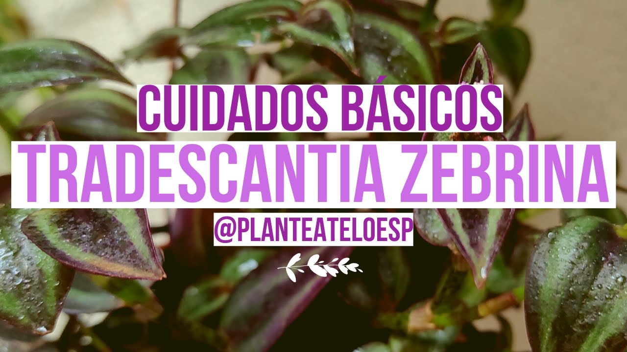 ☘️Tradescantia Zebrina o Amor de Hombre : plantas en 5 minutos 🌱