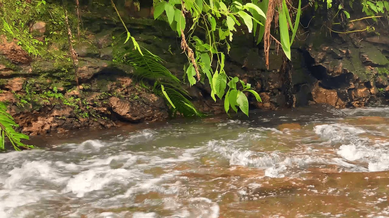 Deep Sleep in Minutes | Gentle River ASMR Sounds from the Jungle