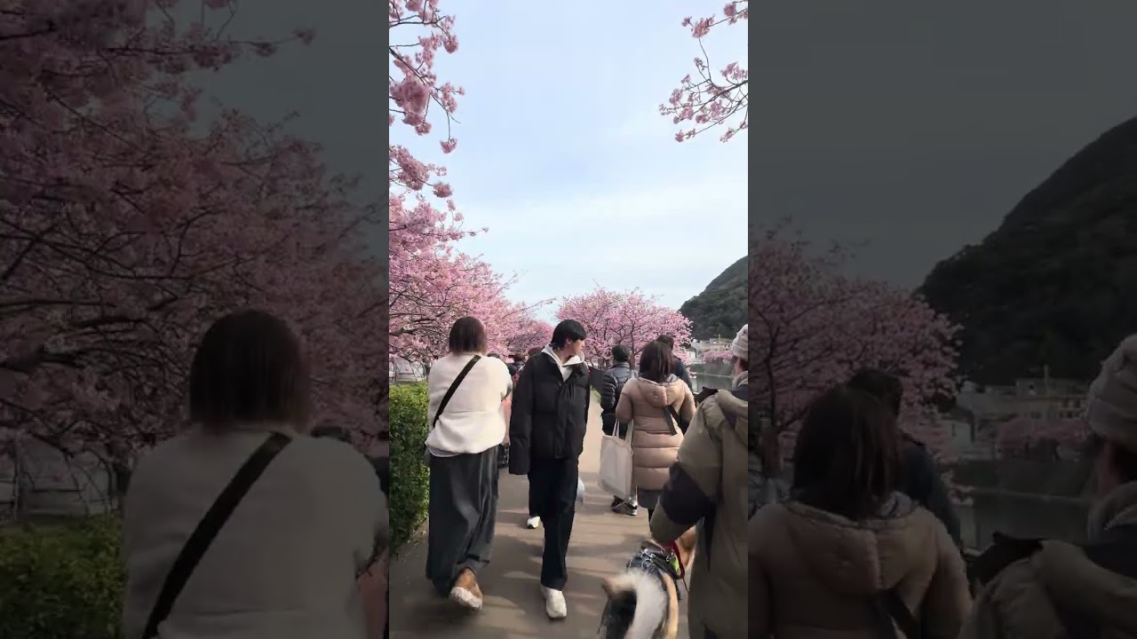 伊豆の河津桜🌸  ほんの一部ですが💦