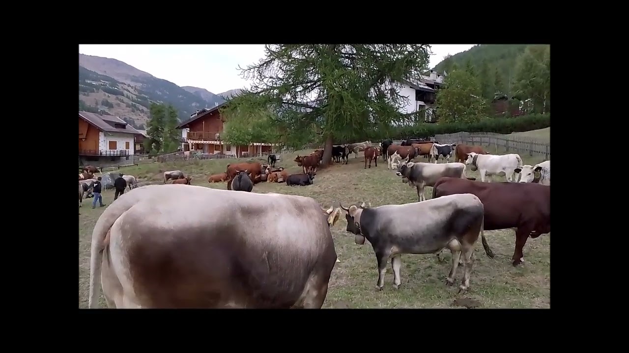 Mucche alla Fiera di Pragelato. 13/09/2025.
