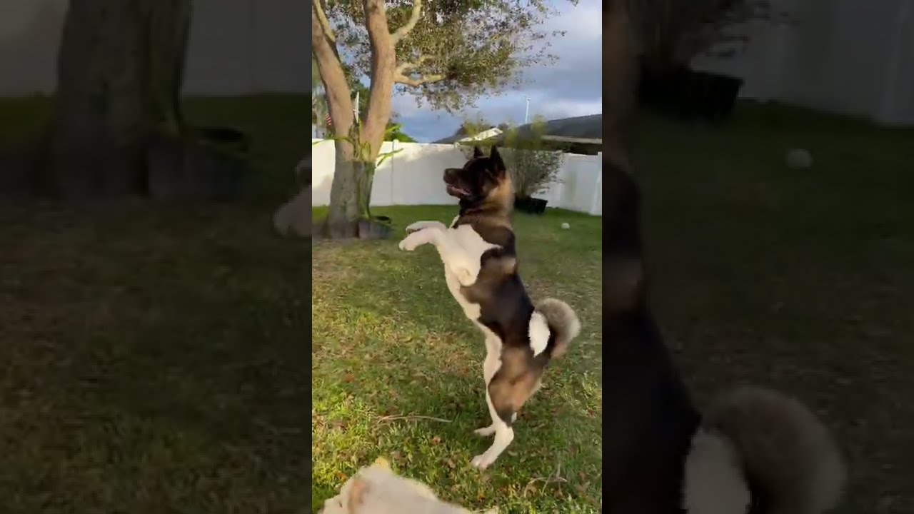 American Akita gets excited to see owner!