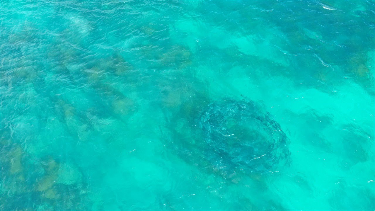 Salmon in Bunker Bay, Dunsborough, Western Australia