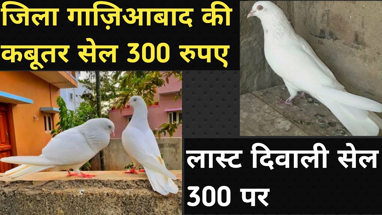 #diwali Offer 300 Pr Panjabi Kabutar |Mdrasi Kabutr Tukdi Wale 300| 20/10/25