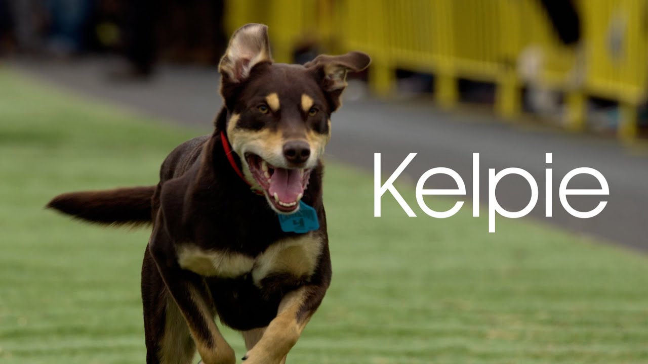 Kelpie.