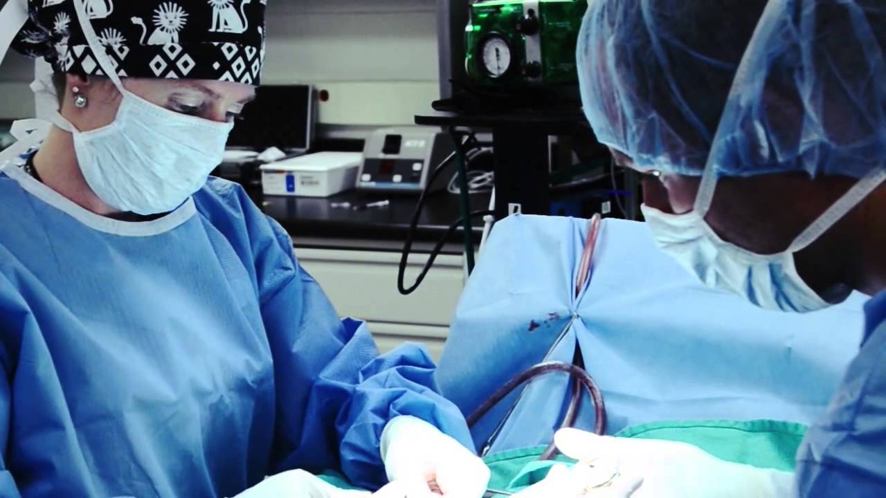 CSU Cardiology Team Repairs Rescued Beagle's Heart