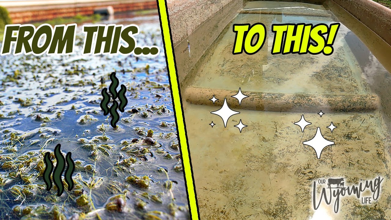 This Tank Is Gross! Cleaning A Disgusting Stock Tank.