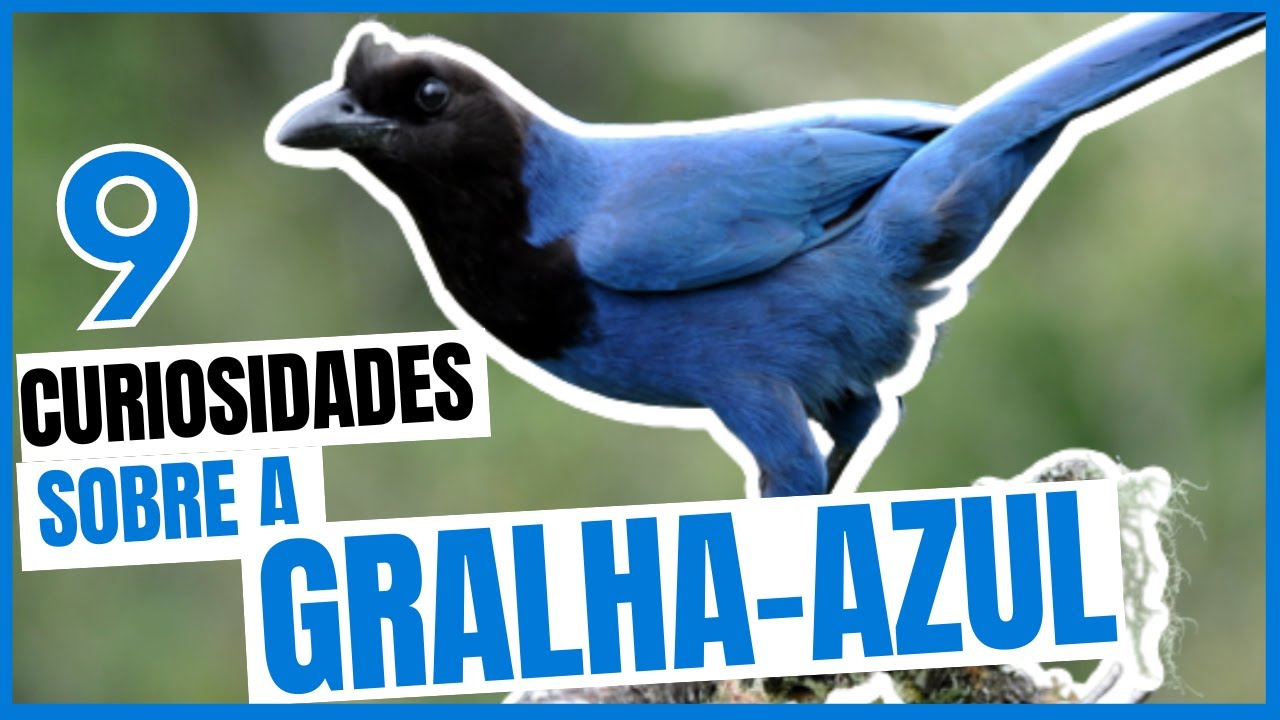 GRALHA-AZUL - Saiba Tudo Sobre Essa Ave Lend&aacute;ria! cyanocorax caeruleus